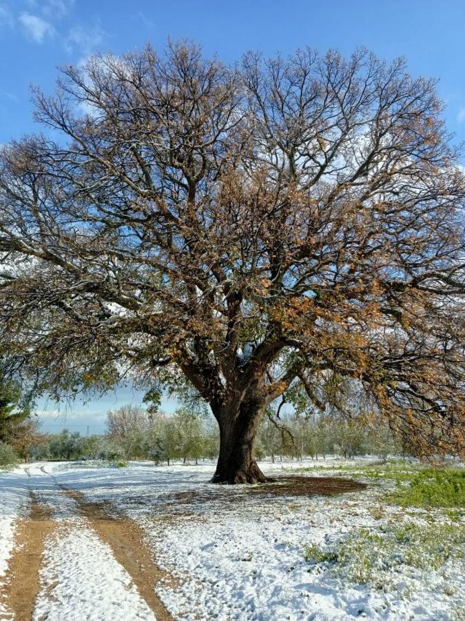 Гостьовий будинок L'Antica Quercia Андрія Екстер'єр фото